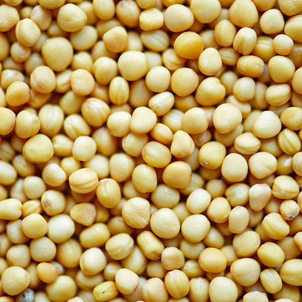 Горчица "Русская" сизая, семя - 1кг