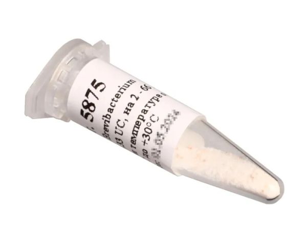 Культура Brevibacterium linens CLO 0,33 UC, на 2 - 66 л (Здоровеево)